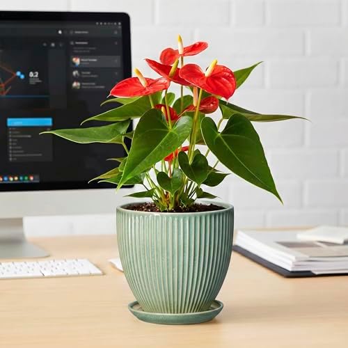 Ceramic Plant Pots, 6 Inch Ceramic Pots for Herb Snake Plants, Indoor Small Flower Pot with Drainage Hole and Saucer, Modern Round Planter, Room Office House Decor, Gardening Gifts, Green - Image 6