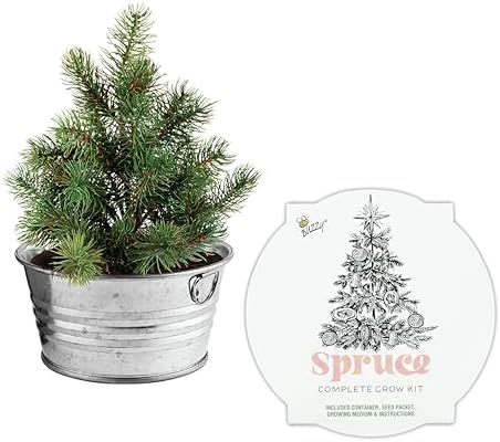 Buzzy Seeds Spruce Christmas Tree Grow Kit, Galvanized Basin Planter - Image 2