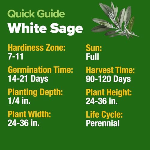 HOME GROWN White Sage Seeds, 323 Seeds, Salvia apiana - Image 7