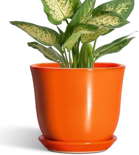 5.6 Inch Plant Pot - Ceramic Pots for Plants Indoor Outdoor, Succulent Pot with Drainage Hole and Saucer, Round Modern Flower Pots, Garden Home Room Decor, Gifts for Plant Lovers, Orange by SUNPOTFOR