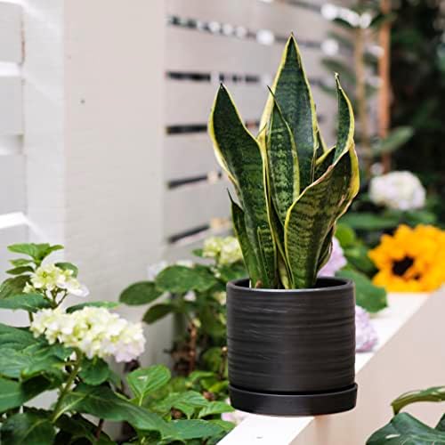 HERDUK 6 + 8 Inch Plant Pots, Ceramic Planter Pot with Drainage Hole & Saucer, Indoor/Outdoor Cylinder Round Planter Pot, Matte Black - Image 6