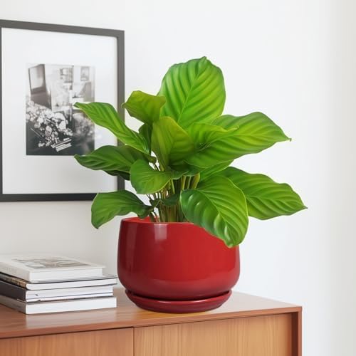 G EPGardening Ceramic Planter 7 Inch - Flower Pots for Indoor Plants, Round Planter with Drainage and Ceramic Tray, Modern Plant Pot, Bathroom Decor, Teacher Gifts, Red - Image 5