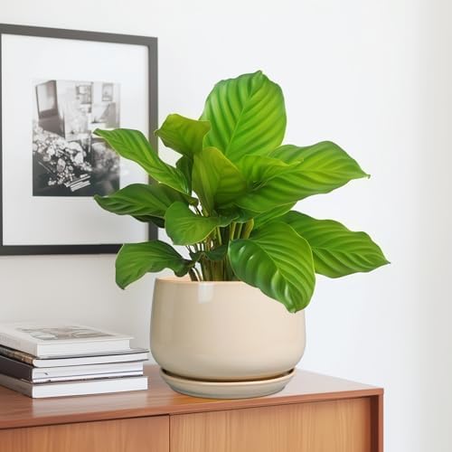 G EPGardening Ceramic Planter, 7 Inch Plant Pots, Beige - Image 5