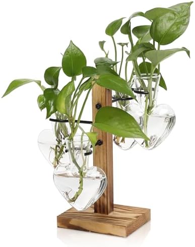 Plant Terrarium Propagation Stations with Wooden Stand by CYZglass