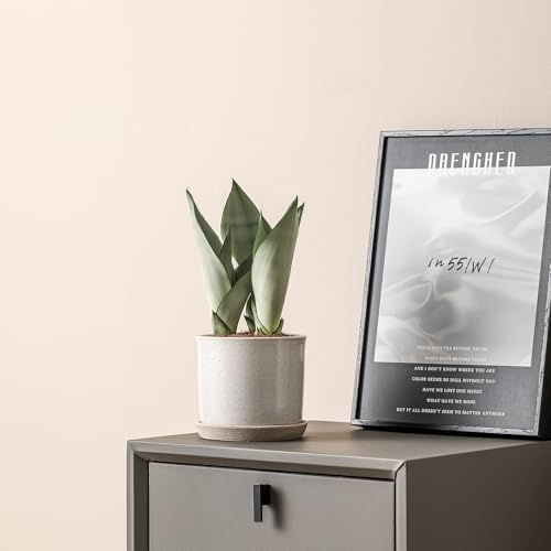 5.8 Inch Plant Pot: Ceramic Planter with Drainage Hole & Saucer - Cylinder Round Flowerpot for Indoor & Outdoor Plants - with Separate Tray for Home & Office - Retro Style, Grey - Image 6