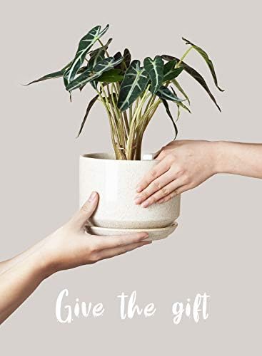 LE TAUCI Ceramic Plant Pots, 4.3+5.3+6.8 inch, Set of 3, Planters with Drainage Hole and Saucer, Indoor Flower Pot with Hole Mesh Pad, Gifts for Mom, Reactive Glaze Beige - Image 6