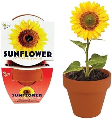 BUZZY Seeds Sunflower Grow Kit 12-Pack, Terracotta Pots, Wedding Favors - Image 2