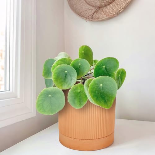 HERDUK Small Modern Terracotta Pots, 4.2 Inch Ribbed Textured Clay Planter Pots with Drainage Hole & Saucer, Garden Pots for Indoor Plants Succulent, Cacti & Fern, Set of 2 - Image 7