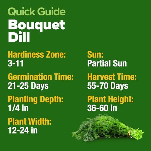 HOME GROWN Bouquet Dill Seeds, 1,014 Seeds, Anethum graveolens - Image 5