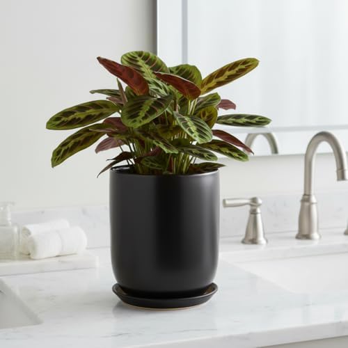 Ceramic Planter 8 Inch - Plant Pot for Indoor Outdoor Plants Cylinder Flower Pot with Drainage Hole and Saucer Black - Image 3