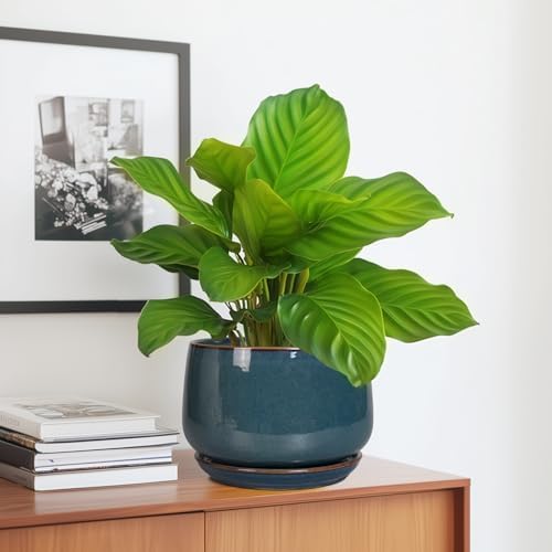 G EPGardening Ceramic Pot for Plants - Modern 7 Inch Round Planter with Drainage and Tray Indoor Outdoor for Flower, Porch Decor, Gardening Gifts, Retro Blue - Image 5