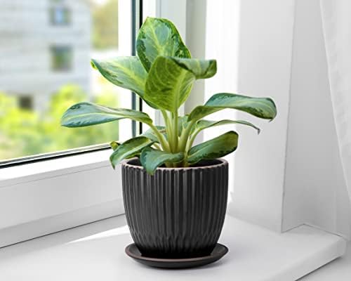 D'vine Dev 2-Pack Stoneware Planter Pots, 4.5/5.8 in, Black, 99-D-2 - Image 6