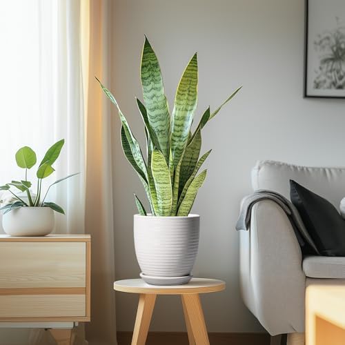 Ceramic Pots for Plants - 6 Inch Plant Pot with Drainage Hole and Saucer, Round Planters for Indoor Outdoor, Flower Pots, Modern Planter, Home Office Room Decor, Gifts for Plant Lovers, White - Image 6