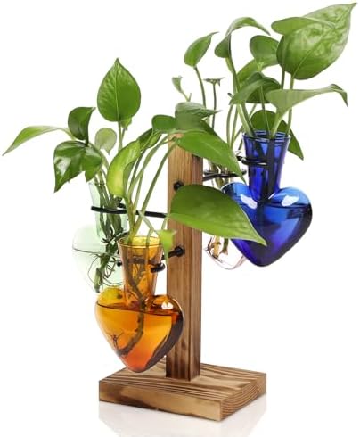 Plant Terrarium Propagation Stations with Wooden Stand by CYZglass