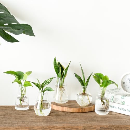Mkono Propagation Vases 5 Glass Jars Station for Hydroponic Plants, Clear - Image 7