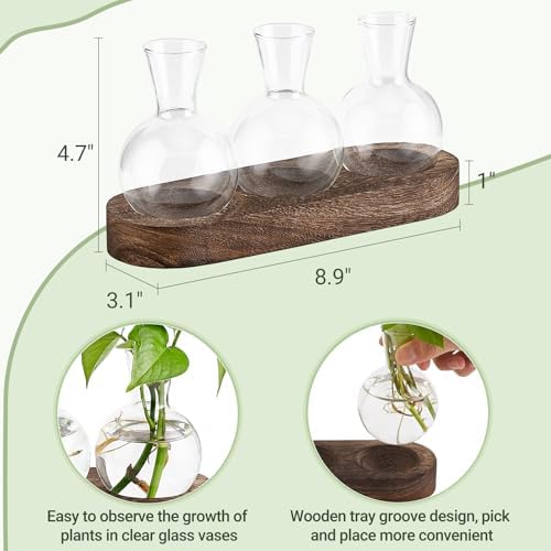Mkono Plant Propagation Station, Desktop Glass 3 Bulb Vase Brown Wood Tray - Image 5