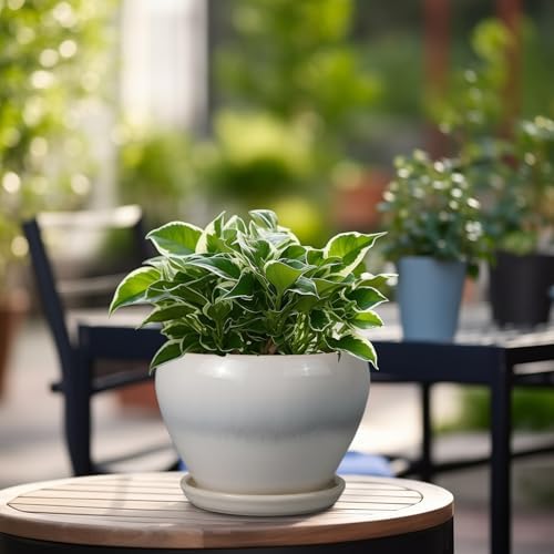 Ceramicfor Planter Pot 6 Inch - Ceramic Plant Pot with Drainage Hole and Saucer, Round Glaze Succulent Pot for Plants, White - Image 4