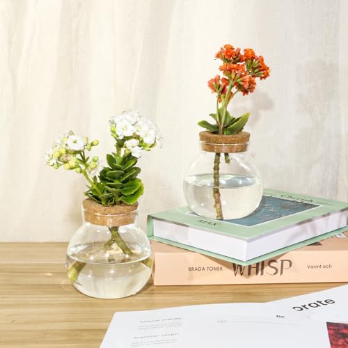Plant Propagation Station,Hydroponic Terrarium Vase,Desktop Glass Planter Station,for Houses,Garden Decorations,ropagating Hydroponic Plants,Centerpiece Office,Home Garden Decor (2) - Image 3
