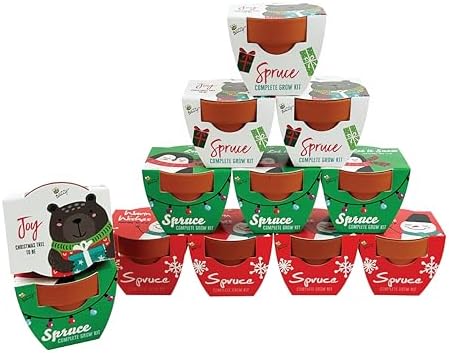 BUZZY Seeds Holiday Spruce Grow Kit 12-Pack, Terracotta Pots, Tree Gift by BUZZY