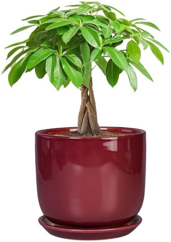Ceramic Planter for Plants - Round Modern 7 Inch Plant Pot Indoor with Drainage Hole and Saucer, Home Patio Office Apartment Decor, Red by SUNPOTFOR