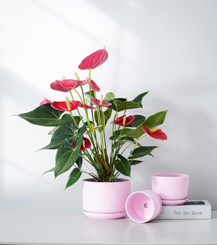 Plant Pots,Ceramic Planters with Drainage Holes&Saucer Set of 3(Matte Pink) - Image 5