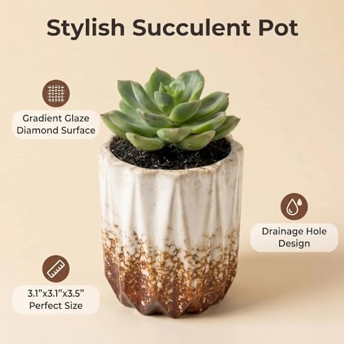 Succulent Plant Pots Ceramic Plant Pots and Drainage Hole Bonsai Planter Small Flower Pots for Indoor Outdoor Use for Home Office Garden Decoration,Plants Not Included (White B) - Image 2