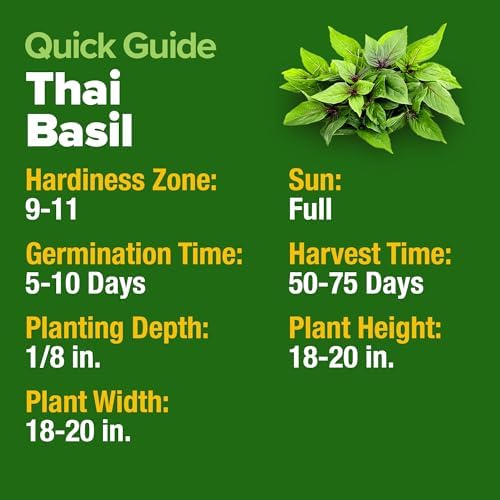 HOME GROWN Thai Basil Seeds, 438 Seeds, Ocimum basilicum VAR. thyrsiflora - Image 6