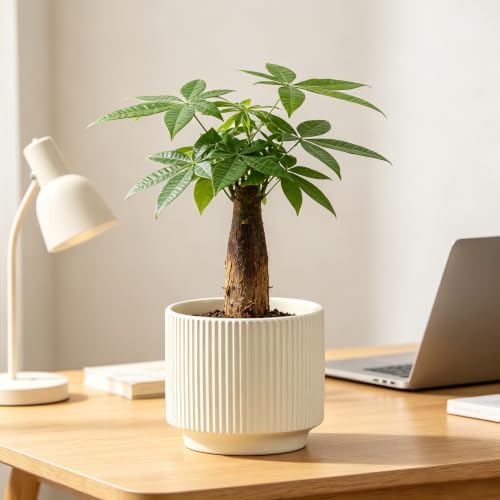 Ceramic Pots 5.1 Inch Fluted Beige Ceramic Planters Round Flower Pots with Drainage Hole for Desk Modern Office Living Room Table Shelf Home Indoor Outdoor Decor(Beige, Medium) by Unknown