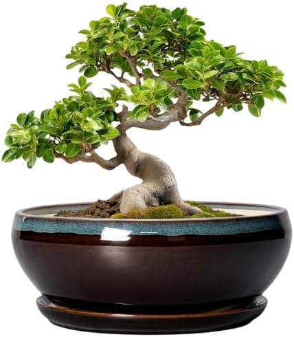 SQOWL Bonsai Tree Pots - 10 Inch Ceramic Succulent Pots with Drainage Hole and Saucer, Round Shallow Plant Pot Indoor Outdoor, Ceramic Bonsai Pot, Bowl Planter, Home Decor, Garden Gifts, Blue-Brown by SQOWL