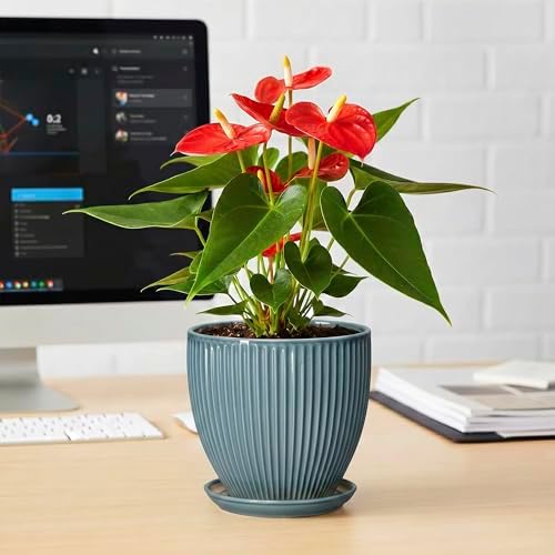 6 Inch Plant Pot Indoor, Ceramic Pots for Snake Succulent Plants, Decorative Round Flower Pots with Drainage Hole and Saucer, Modern Planter, Bookshelf Decor, Gifts for Men Women, Glaze Blue - Image 6
