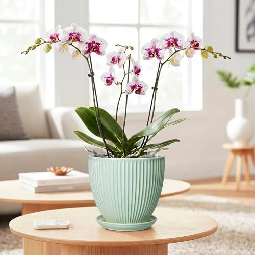 Ceramic Pots for Indoor Plants, 6 Inch Plant Pot with Drainage Hole and Saucer, Round Modern Planters, Decorative Pots for Plants, Home Living Room Decor, Gifts for Plant Lovers, Mint Green - Image 3