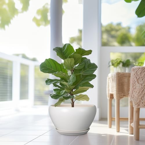 Ceramicfor Planter for Indoor Plants 13 Inch - Ceramic Plant Pot with Drainage Hole and Saucer Decorative Round Large Planter Pot for Plants Outdoor Flower Pot for Room Decor White - Image 5