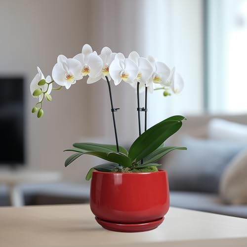 G EPGardening Ceramic Pot for Plants - 6 Inch Plant Pot with Drainage and Ceramic Tray, Modern Living Room Decor, Planter for Housewarming Gifts New Home, Red - Image 5
