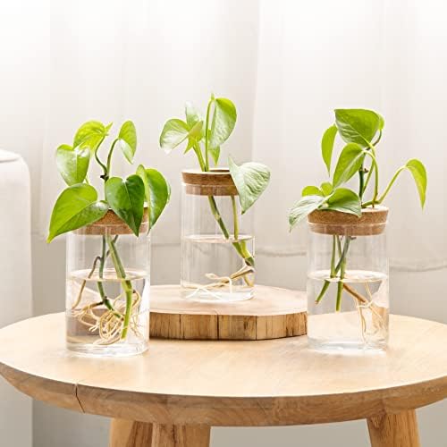 Dahey Plant Propagation Stations, 3 Pcs Glass Vases with Wooden Stand & Lid - Image 6