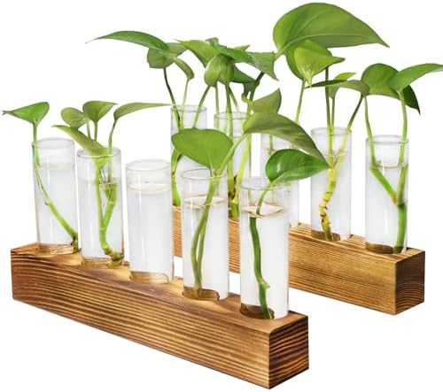 Renmxj Plant Propagation Station, 10 Glass Test Tube with Wooden Stand by Renmxj