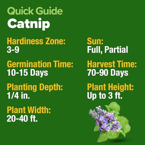 HOME GROWN Catnip Seeds, 2,116 Seeds, Nepeta cataria - Image 6