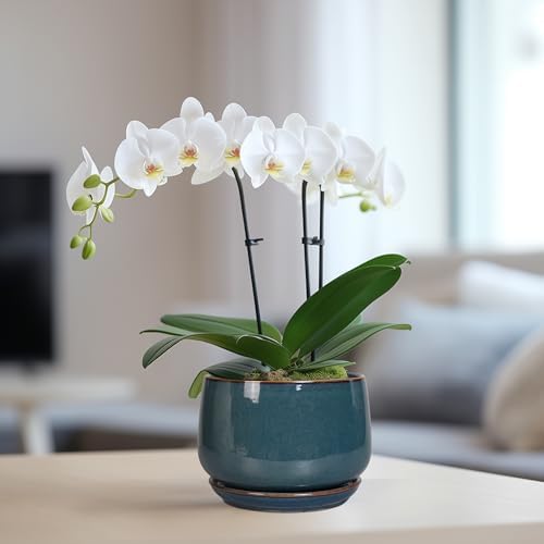 G EPGardening Ceramic Planter 6 Inch - Round Modern Ceramic Pot for Plants with Drainage and Plant Tray Indoor for Flower, Apartment Decor, Housewarming Gifts New Home, Retro Blue - Image 5
