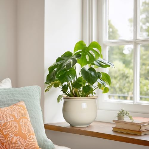 6 Inch Self Watering Pots for Indoor Plants, Ceramic African Violet Pots with Absorbent Inner Pot, Easy Self Watering Planter, Round Ceramic Flower Pot, Patio Decor, Gardening Gifts, Beige - Image 4