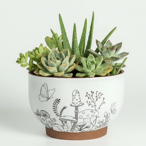 Terracotta Pots, 6 Inch Plant Pots with Drainage Holes for Indoor Plants by YBXYIBOXUAN