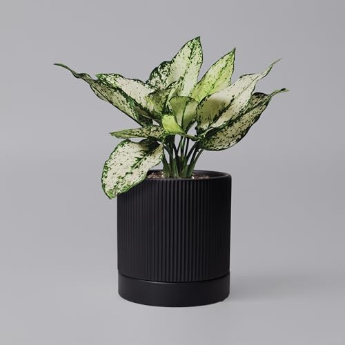 HERDUK 6 Inch Ceramic Plant Pot with Drainage & Saucer - Indoor Planter for Succulents, Cacti & Aloe Vera - Striped Design, High-Temp Fired Clay, Lightweight Modern Decor by Herduk