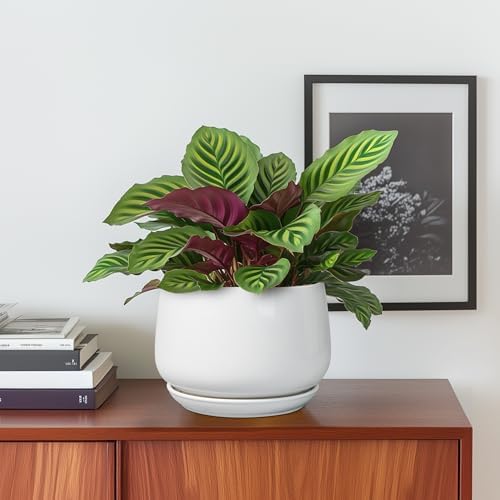 G EPGardening Ceramic Pots for Plants - 6 Inch Planter for Indoor Plants, Flower Pots with Drainage and Ceramic Tray, Modern Office Decor, Gifts for Plant Lovers, White - Image 2