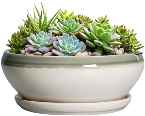 SQOWL Large Succulent Planters, 12 Inch Ceramic Bonsai Pots, Gray-Beige by SQOWL
