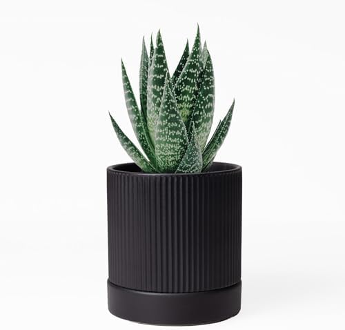 HERDUK Small Plant Pots, 4 Inch Pots for Indoor Plants, Modern Minimalist Ceramic Plant Pots with Drainage Hole & Saucer, Matte Black Set of 2 by Herduk