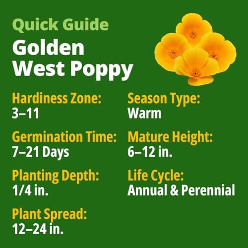 HOME GROWN Golden West Poppy 6000 Flower Seeds Eschscholzia californica - Image 2
