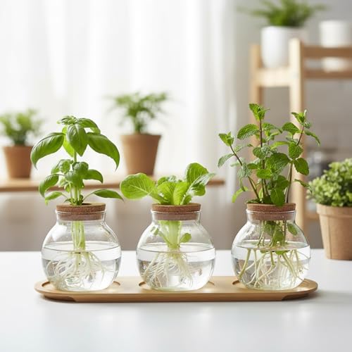 Plant Propagation Station, Glass Propagation Vases with Lid and Wooden Stand, Prop Drops Terrarium Jar for Hydroponics Home Garden Office Decor, 3 Bulb Vase - Image 4