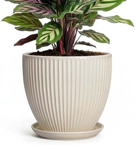 6 Inch Planter, Ceramic Pots for Plants Indoor, Decorative Plant Pots with Drainage Hole and Saucer, Round Flower Pot, Modern Small Planter, Office Decor, Gifts for Plant Lovers, Cream White by Unknown