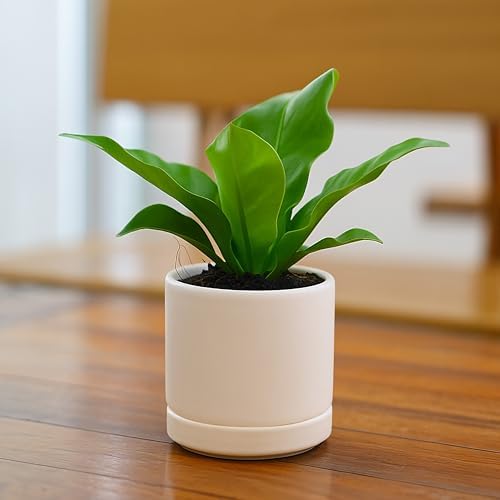 D'vine Dev 3.5 Inch Ceramic Planter Pot, Oatmeal, 94-O-A-8 - Image 3