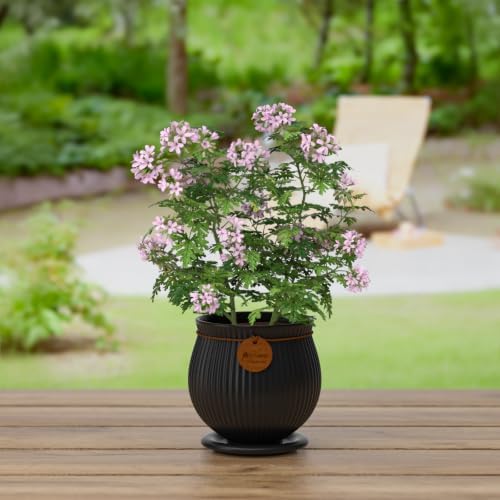 4.4 Inch Black Ceramic Planter with Drainage Hole and Saucer - Image 6
