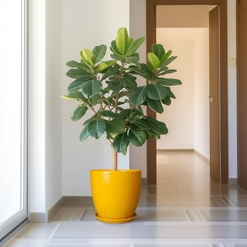 12 Inch Pots for Plants - Ceramic Planter for Indoor Plants Large Plant Pot with Drainage Hole and Saucer Round Outdoor Flower Pot for Garden Home Patio Office Yellow - Image 5