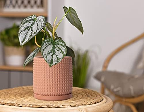 D'vine Dev Beaded Terracotta Pot with Saucer, 6 in, Terra Cotta, 27-C-X-7 - Image 5
